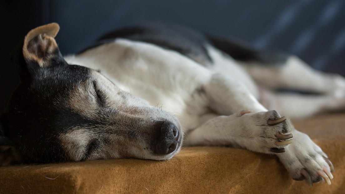 home for retired dogs