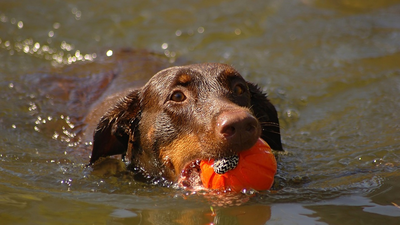 dog training